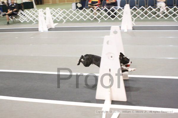 IMG_8657.jpg - Dawg Derby Flyball TournementJuly 11, 2010Classic CenterAthens, Ga