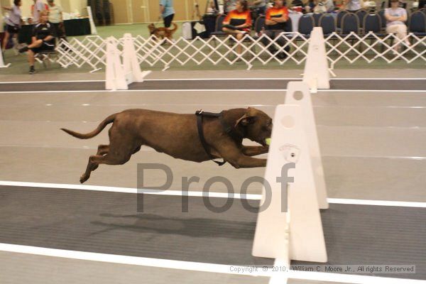 IMG_8659.jpg - Dawg Derby Flyball TournementJuly 11, 2010Classic CenterAthens, Ga