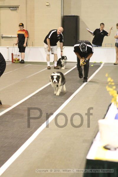 IMG_8665.jpg - Dawg Derby Flyball TournementJuly 11, 2010Classic CenterAthens, Ga
