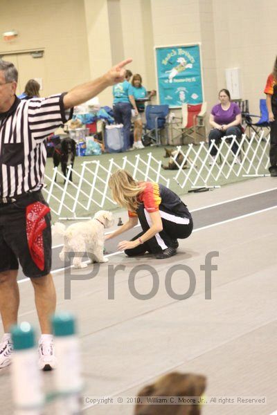 IMG_8670.jpg - Dawg Derby Flyball TournementJuly 11, 2010Classic CenterAthens, Ga