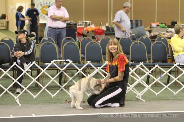 IMG_8671.jpg - Dawg Derby Flyball TournementJuly 11, 2010Classic CenterAthens, Ga