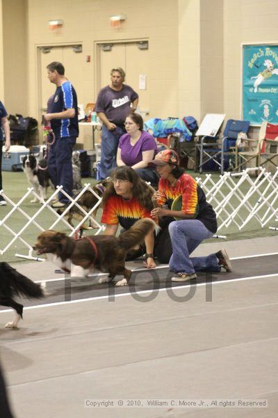 IMG_8677.jpg - Dawg Derby Flyball TournementJuly 11, 2010Classic CenterAthens, Ga