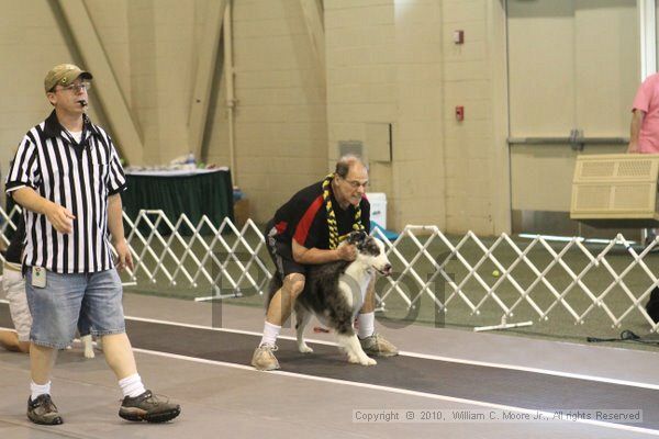 IMG_8681.jpg - Dawg Derby Flyball TournementJuly 11, 2010Classic CenterAthens, Ga