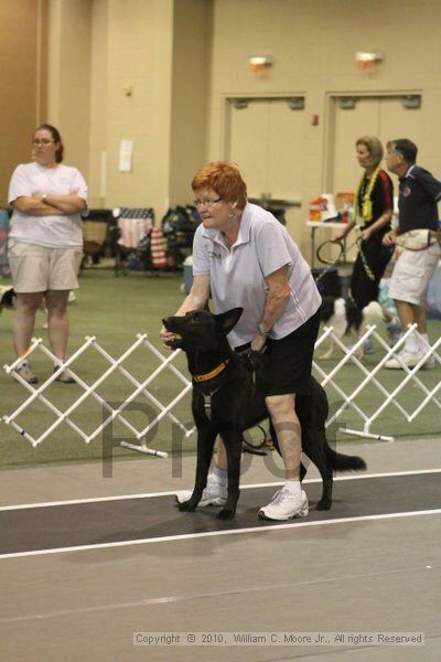 IMG_8693.jpg - Dawg Derby Flyball TournementJuly 11, 2010Classic CenterAthens, Ga