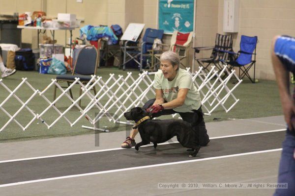 IMG_8697.jpg - Dawg Derby Flyball TournementJuly 11, 2010Classic CenterAthens, Ga