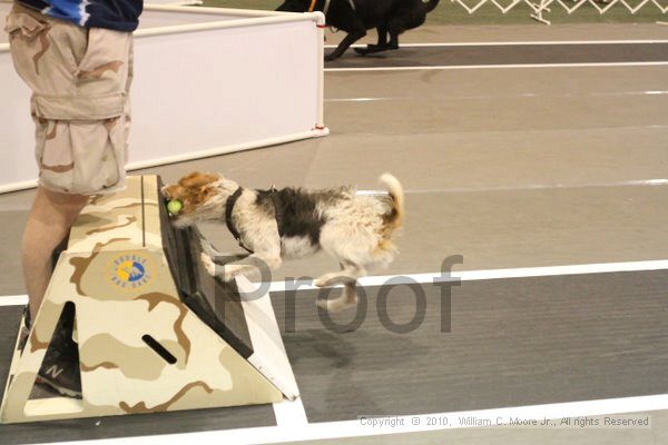 IMG_8704.jpg - Dawg Derby Flyball TournementJuly 11, 2010Classic CenterAthens, Ga