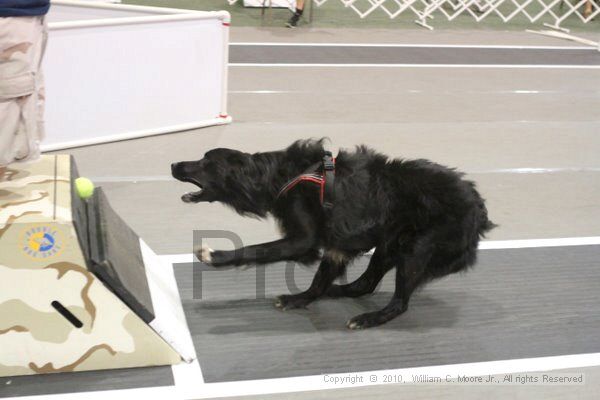 IMG_8710.jpg - Dawg Derby Flyball TournementJuly 11, 2010Classic CenterAthens, Ga
