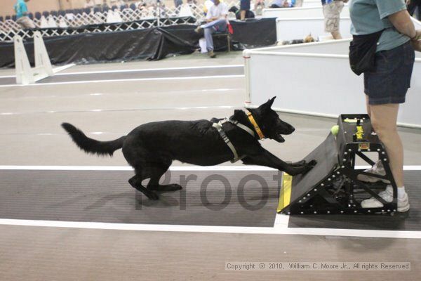 IMG_8711.jpg - Dawg Derby Flyball TournementJuly 11, 2010Classic CenterAthens, Ga
