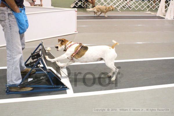 IMG_8728.jpg - Dawg Derby Flyball TournementJuly 11, 2010Classic CenterAthens, Ga