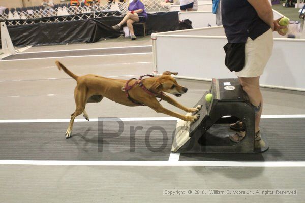 IMG_8743.jpg - Dawg Derby Flyball TournementJuly 11, 2010Classic CenterAthens, Ga