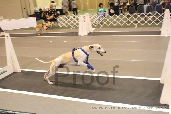 IMG_8756.jpg - Dawg Derby Flyball TournementJuly 11, 2010Classic CenterAthens, Ga