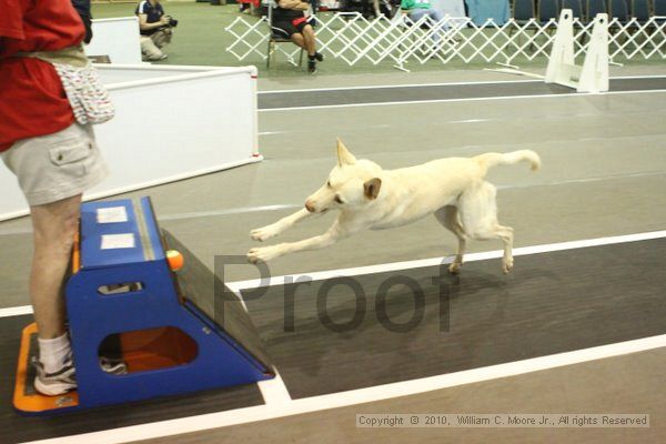 IMG_8778.jpg - Dawg Derby Flyball TournementJuly 11, 2010Classic CenterAthens, Ga