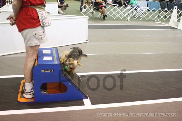 IMG_8782.jpg - Dawg Derby Flyball TournementJuly 11, 2010Classic CenterAthens, Ga