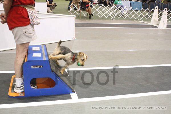 IMG_8783.jpg - Dawg Derby Flyball TournementJuly 11, 2010Classic CenterAthens, Ga