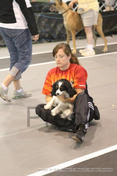 IMG_8785.jpg - Dawg Derby Flyball TournementJuly 11, 2010Classic CenterAthens, Ga
