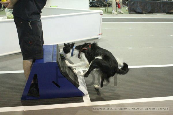 IMG_8790.jpg - Dawg Derby Flyball TournementJuly 11, 2010Classic CenterAthens, Ga