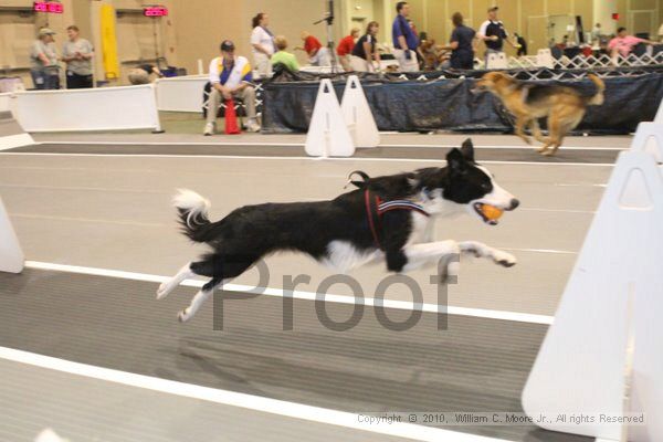 IMG_8797.jpg - Dawg Derby Flyball TournementJuly 11, 2010Classic CenterAthens, Ga