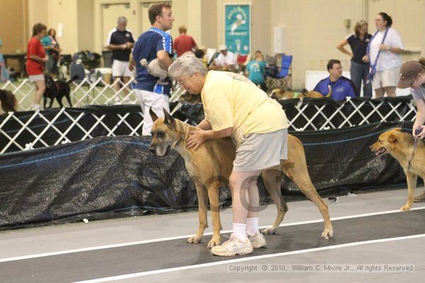 IMG_8803.jpg - Dawg Derby Flyball TournementJuly 11, 2010Classic CenterAthens, Ga