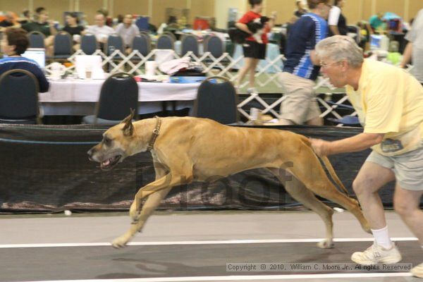 IMG_8806.jpg - Dawg Derby Flyball TournementJuly 11, 2010Classic CenterAthens, Ga