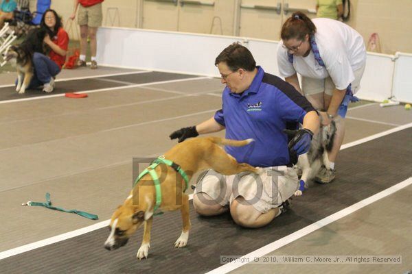 IMG_8824.jpg - Dawg Derby Flyball TournementJuly 11, 2010Classic CenterAthens, Ga