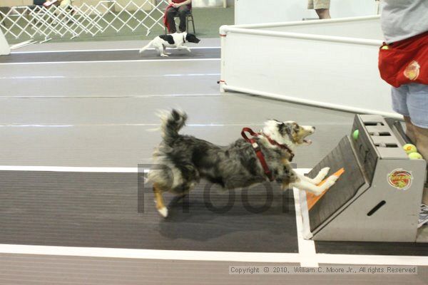 IMG_8847.jpg - Dawg Derby Flyball TournementJuly 11, 2010Classic CenterAthens, Ga