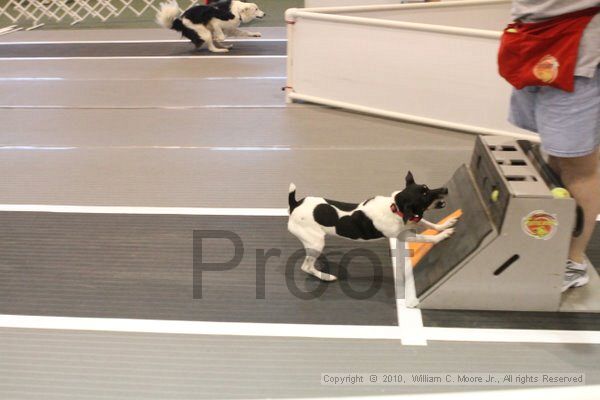 IMG_8849.jpg - Dawg Derby Flyball TournementJuly 11, 2010Classic CenterAthens, Ga