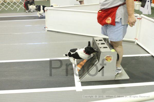 IMG_8850.jpg - Dawg Derby Flyball TournementJuly 11, 2010Classic CenterAthens, Ga