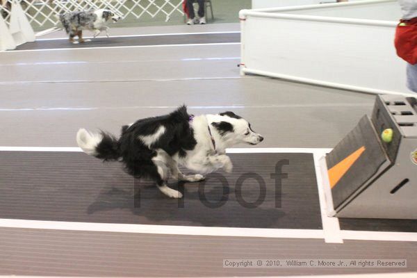 IMG_8853.jpg - Dawg Derby Flyball TournementJuly 11, 2010Classic CenterAthens, Ga