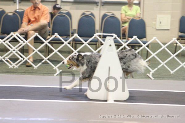 IMG_8859.jpg - Dawg Derby Flyball TournementJuly 11, 2010Classic CenterAthens, Ga