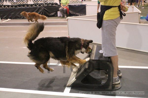 IMG_8868.jpg - Dawg Derby Flyball TournementJuly 11, 2010Classic CenterAthens, Ga