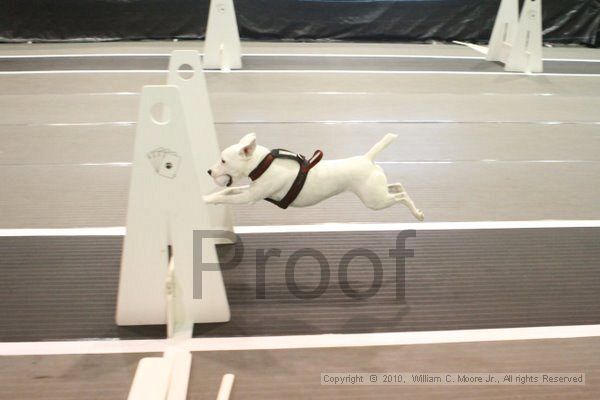 IMG_8882.jpg - Dawg Derby Flyball TournementJuly 11, 2010Classic CenterAthens, Ga