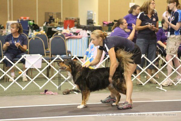 IMG_8889.jpg - Dawg Derby Flyball TournementJuly 11, 2010Classic CenterAthens, Ga