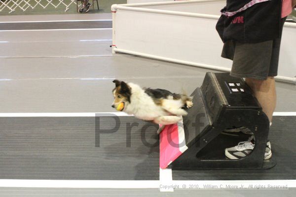 IMG_8906.jpg - Dawg Derby Flyball TournementJuly 11, 2010Classic CenterAthens, Ga