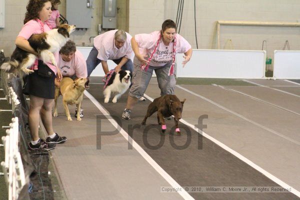 IMG_8908.jpg - Dawg Derby Flyball TournementJuly 11, 2010Classic CenterAthens, Ga