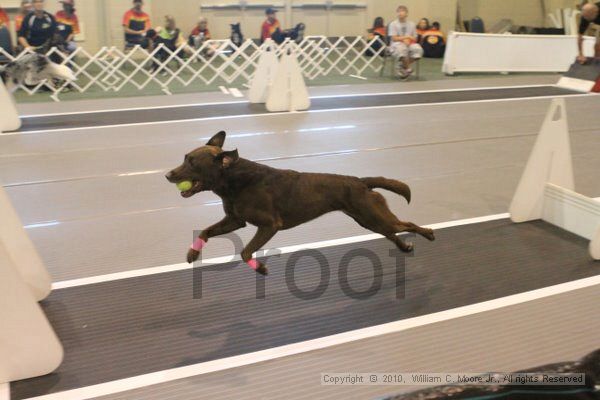 IMG_8918.jpg - Dawg Derby Flyball TournementJuly 11, 2010Classic CenterAthens, Ga