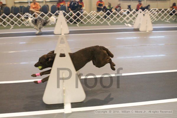 IMG_8919.jpg - Dawg Derby Flyball TournementJuly 11, 2010Classic CenterAthens, Ga