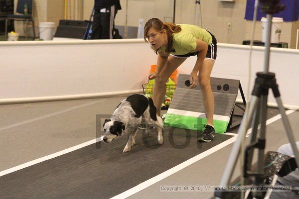 IMG_8927.jpg - Dawg Derby Flyball TournementJuly 11, 2010Classic CenterAthens, Ga
