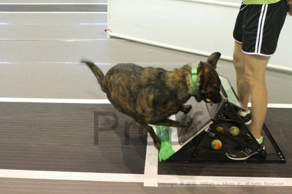 IMG_8936.jpg - Dawg Derby Flyball TournementJuly 11, 2010Classic CenterAthens, Ga