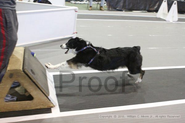 IMG_8940.jpg - Dawg Derby Flyball TournementJuly 11, 2010Classic CenterAthens, Ga