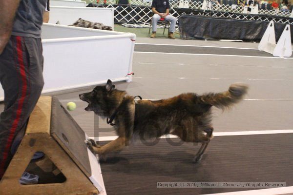 IMG_8943.jpg - Dawg Derby Flyball TournementJuly 11, 2010Classic CenterAthens, Ga