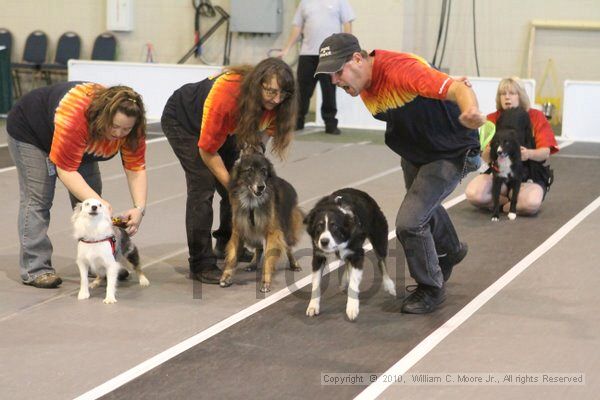 IMG_8959.jpg - Dawg Derby Flyball TournementJuly 11, 2010Classic CenterAthens, Ga
