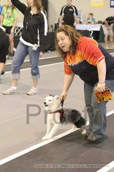 IMG_8967.jpg - Dawg Derby Flyball TournementJuly 11, 2010Classic CenterAthens, Ga