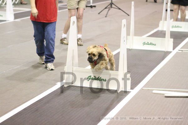 IMG_8974.jpg - Dawg Derby Flyball TournementJuly 11, 2010Classic CenterAthens, Ga