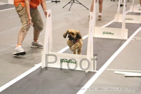 IMG_8976.jpg - Dawg Derby Flyball TournementJuly 11, 2010Classic CenterAthens, Ga