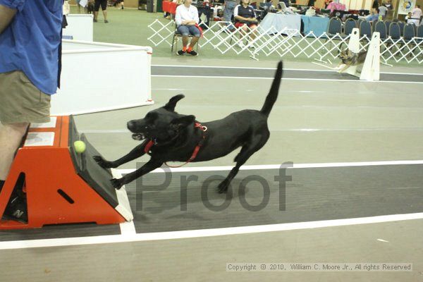 IMG_8993.jpg - Dawg Derby Flyball TournementJuly 11, 2010Classic CenterAthens, Ga