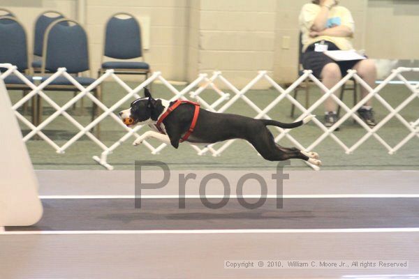 IMG_9019.jpg - Dawg Derby Flyball TournementJuly 11, 2010Classic CenterAthens, Ga