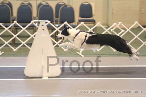 IMG_9021.jpg - Dawg Derby Flyball TournementJuly 11, 2010Classic CenterAthens, Ga