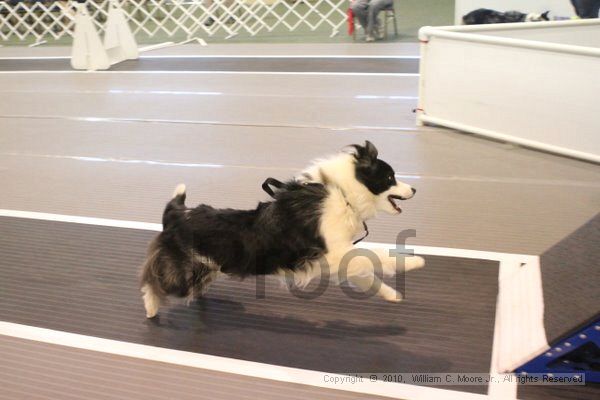 IMG_9022.jpg - Dawg Derby Flyball TournementJuly 11, 2010Classic CenterAthens, Ga