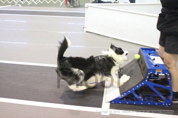 IMG_9024.jpg - Dawg Derby Flyball TournementJuly 11, 2010Classic CenterAthens, Ga