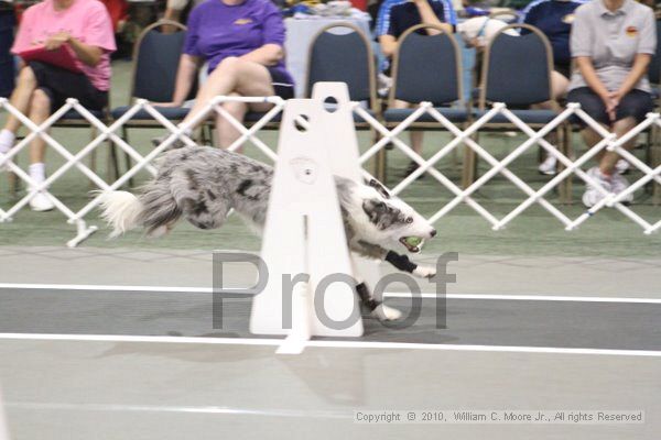 IMG_9034.jpg - Dawg Derby Flyball TournementJuly 11, 2010Classic CenterAthens, Ga